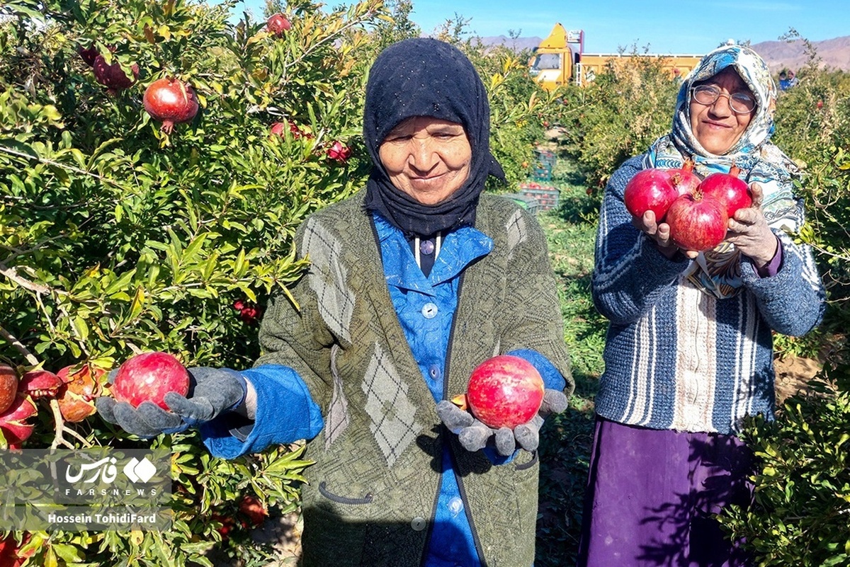 برداشت انار از باغات خراسان جنوبی