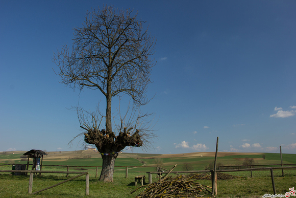 در منطقه ی روستای در پیمونته، ایتالیا درخت گیلاسی وجود داره که مستقیما بالای درخت شاه توتی روییده! درخت های مزاحم و هرز همیشه وجود داشتن ولی معمولا کوچک هستن و سریع می افتن، ولی این دو درخت کامل سلامت هستن و روی هم روییده ان.محلی ها به این باور هستن که احتمالا پرنده ای یک دانه ی گیلاس را روی درخت شاتوت انداخته و این دانه روییده و ریشه ها از داخل درخت شاتوت، به خاک زیر درخت رسیده و اینطور به یک درخت کامل تبدیل شده. تقریبا میشه گفت این درخت جزو ترسناک ترین مکان های دنیا هم محسوب میشه! 