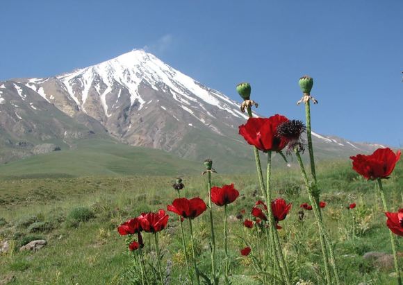  از نگاه پوشش گیاهی نیز، در ارتفاعات مختلف کوه دماوند گیاهانی متنوع مانند کلاه میرحسن دماوندی، کزل دماوندی، بومادران دماوندی، پیرگیاه دماوندی، ریش قوش دماوندی، فراموشم مکن دماوندی، زنگوله‌ای دماوندی، کاج آلپ، اسپرس کوهی نیمه کروی، گون، یاسمن صخره‌ای، ازمکی کوهسری، پیربهار دنایی، شبدر شاه بلوطی، ترشک کوهسری، نسترن وحشی، قفقازی، رُز گردآلود، گل بی مرگ طلایی، پنجه برگ نقره گون، آزاد بری، پنجه برگ همدانی و ... وجود دارد که هر کدام در ارتفاعی خاص دیده می شوند. دامنه کوه در ارتفاع 2000 تا 3500 متری نیز، پوشیده از شقایق است، شقایقی که با نام 