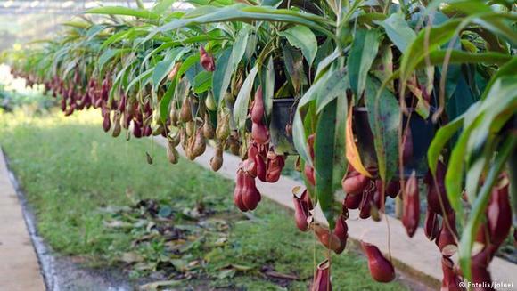  گیاهان گوشت‌خوار بسته به سرعت گرفتن طعمه و هضم آن به دو گروه فعال و غیرفعال تقسیم‌بندی می‌شوند.