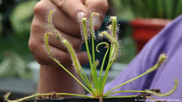  قطر بوته این گیاه ۱۸ تا ۲۵ سانتیمتر است و دارای تعداد زیادی غده‌های قرمز رنگ به بلندی ۷ سانتیمتر و کلفتی ۵ میلیمتر است. برگ‌های این گیاه نیش‌دار هستند .