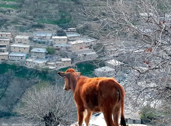 گرده، منطقه ای کوهستانی با آب و هوایی بسیار خنک و طبیعی در روستای ساتیاری است. دامداران این روستا در فصل بهار به این منطقه ی زیبای کوهستاتی کوچ کرده و به مدت دو تا سه ماه در گرده سکونت می کنند. پیشنهاد می کنیم که اگر به روستای ساتیاری پاوه سفر کردید، بازدید از گرده را به هیچ عنوان از دست ندهید